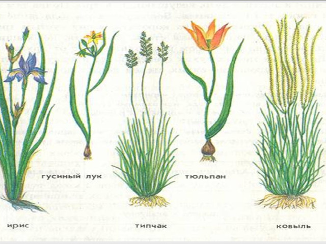 Рисунок степные цветы