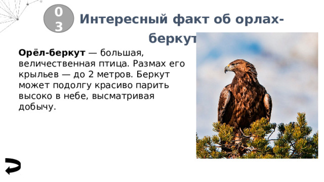 Интересный факт об орлах-беркутах 03 Орёл-беркут — большая, величественная птица. Размах его крыльев — до 2 метров. Беркут может подолгу красиво парить высоко в небе, высматривая добычу. 