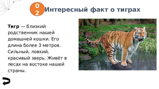 02 Интересный факт о тиграх Тигр — близкий родственник нашей домашней кошки. Его длина более 3 метров. Сильный, ловкий, красивый зверь. Живёт в лесах на востоке нашей страны. 