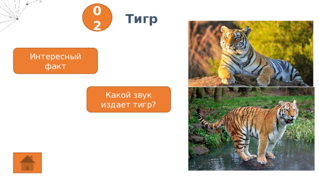02 Тигр Интересный факт Какой звук издает тигр? 