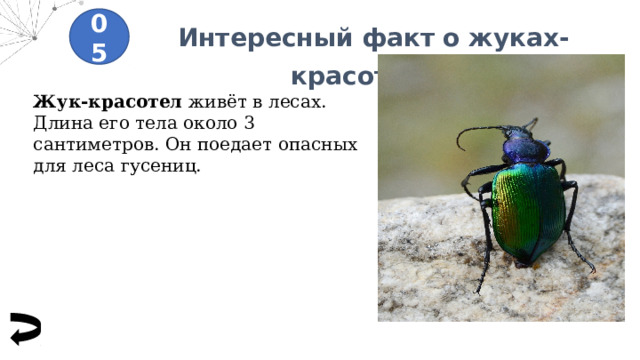 Интересный факт о жуках-красотелах 05 Жук-красотел живёт в лесах. Длина его тела около 3 сантиметров. Он поедает опасных для леса гусениц. 