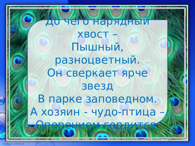 До чего нарядный хвост –  Пышный, разноцветный.  Он сверкает ярче звезд  В парке заповедном.  А хозяин - чудо-птица –  Оперением гордится. 