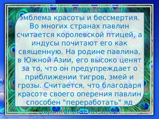 Павлин - символ гордости, эмблема красоты и бессмертия. Во многих странах павлин считается королевской птицей, а индусы почитают его как священную. На родине павлина, в Южной Азии, его высоко ценят за то, что он предупреждает о приближении тигров, змей и грозы. Считается, что благодаря красоте своего оперения павлин способен 