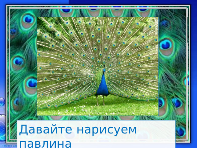 Давайте нарисуем павлина 