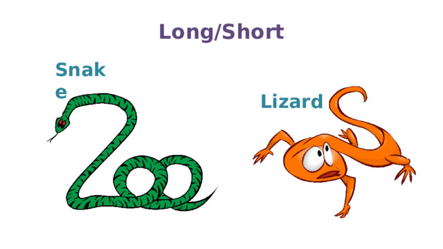 Long/Short Snake Lizard 
