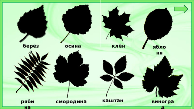 берёза клён осина яблоня каштан рябина смородина виноград 