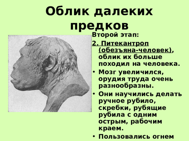 Облик далеких предков Второй этап: 2. Питекантроп (обезъяна-человек) , облик их больше походил на человека. Мозг увеличился, орудия труда очень разнообразны. Они научились делать ручное рубило, скребки, рубящие рубила с одним острым, рабочим краем. Пользовались огнем  