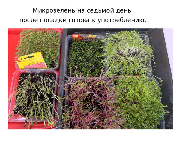 Микрозелень на седьмой день после посадки готова к употреблению . 
