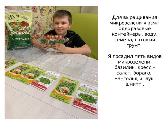 Для выращивания микрозелени я взял одноразовые контейнеры, воду, семена, готовый грунт.   Я посадил пять видов микрозелени- базилик, кресс – салат, бораго, мангольд и лук-шнитт .   