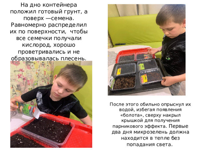 На дно контейнера положил готовый грунт, а поверх —семена. Равномерно распределил их по поверхности, чтобы все семечки получали кислород, хорошо проветривались и не образовывалась плесень. После этого обильно опрыснул их водой, избегая появления «болота», сверху накрыл крышкой для получения парникового эффекта . Первые два дня микрозелень должна находится в тепле без попадания света . 