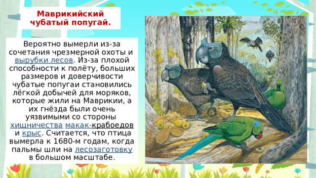 Маврикийский чубатый попугай. Вероятно вымерли из-за сочетания чрезмерной охоты и  вырубки лесов . Из-за плохой способности к полёту, больших размеров и доверчивости чубатые попугаи становились лёгкой добычей для моряков, которые жили на Маврикии, а их гнёзда были очень уязвимыми со стороны  хищничества   макак- крабоедов  и  крыс . Считается, что птица вымерла к 1680-м годам, когда пальмы шли на  лесозаготовку  в большом масштабе. 