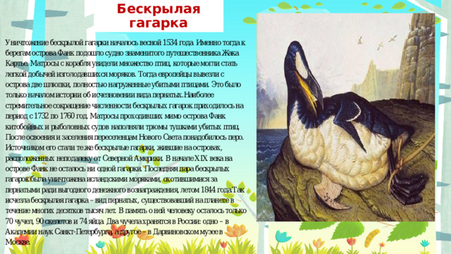 Бескрылая гагарка 