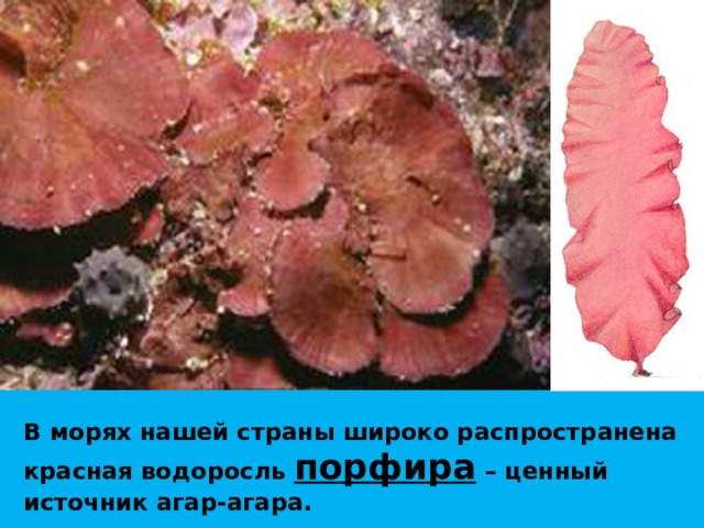 В морях нашей страны широко распространена красная водоросль порфира – ценный источник агар-агара. 