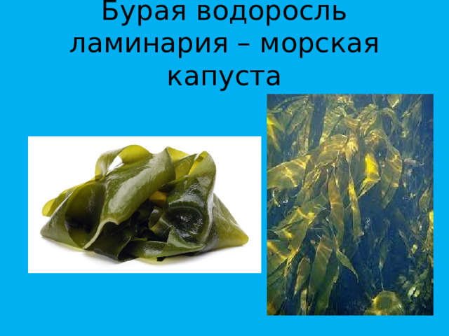 Бурая водоросль ламинария – морская капуста 