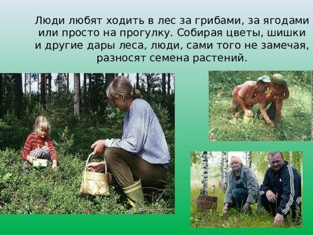 Люди любят ходить в лес за грибами, за ягодами или просто на прогулку. Собирая цветы, шишки и другие дары леса, люди, сами того не замечая, разносят семена растений. 