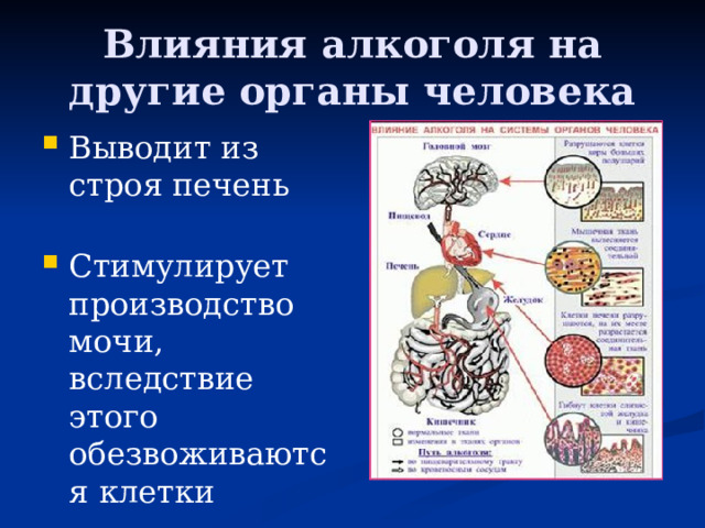 Влияния алкоголя на другие органы человека Выводит из строя печень   Стимулирует производство мочи, вследствие этого обезвоживаются клетки 