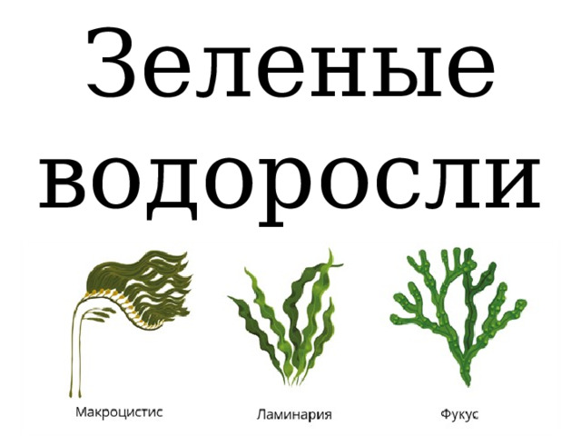 Водоросли впр