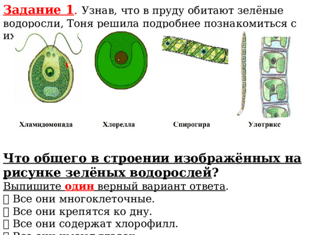 Что общего в строении изображенных на рисунке зеленых водорослей