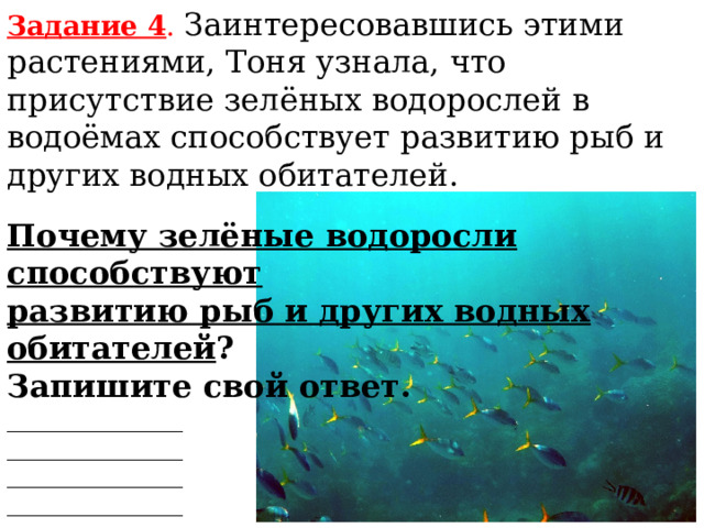 Впр водоросли 7 класс