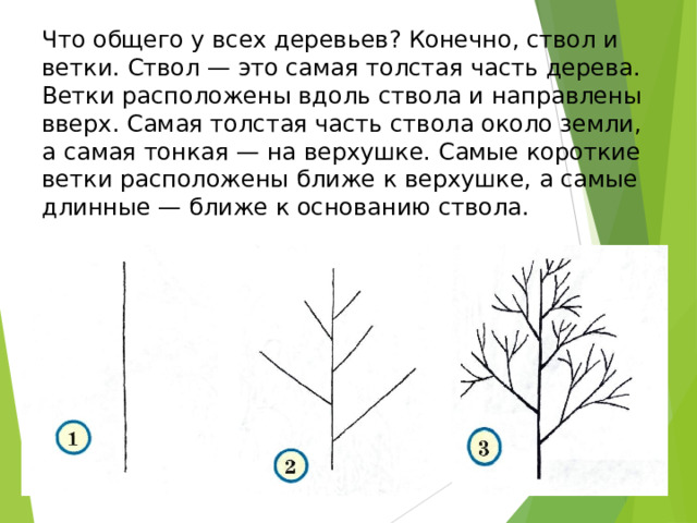 У безногой табуретки были ствол и ветки