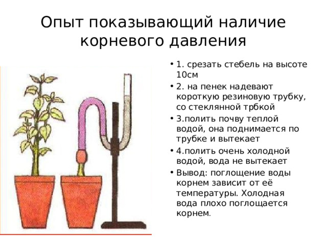 Опыт Корневое давление. Опыты по физиологии растений. Корневое давление у растений. Корневое давление рисунок.