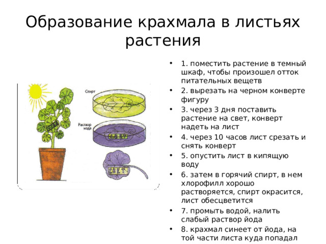 Опыт доказывающий образование крахмала в листьях. Образование крахмала в листьях растения. Опыт образование крахмала в листьях. Образование крахмала в листьях на свету опыт. Эксперимент лист крахмал.