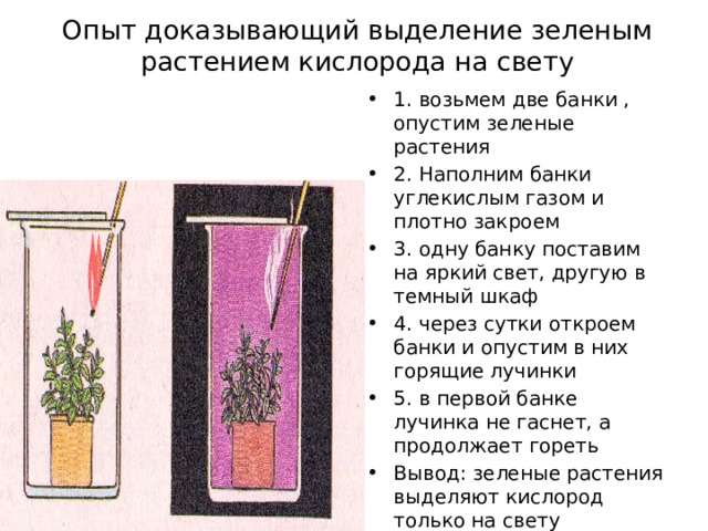 Юные биологи поставили опыт с растением сначала они поместили два растения в темный шкаф