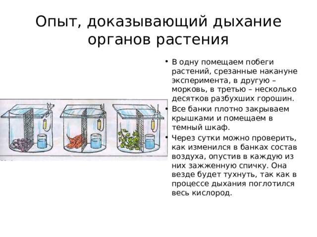 Юные биологи поставили опыт с растением сначала они поместили два растения в темный шкаф