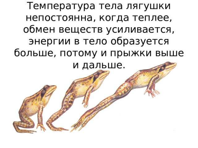 Температура тела лягушки непостоянна, когда теплее, обмен веществ усиливается, энергии в тело образуется больше, потому и прыжки выше и дальше. 