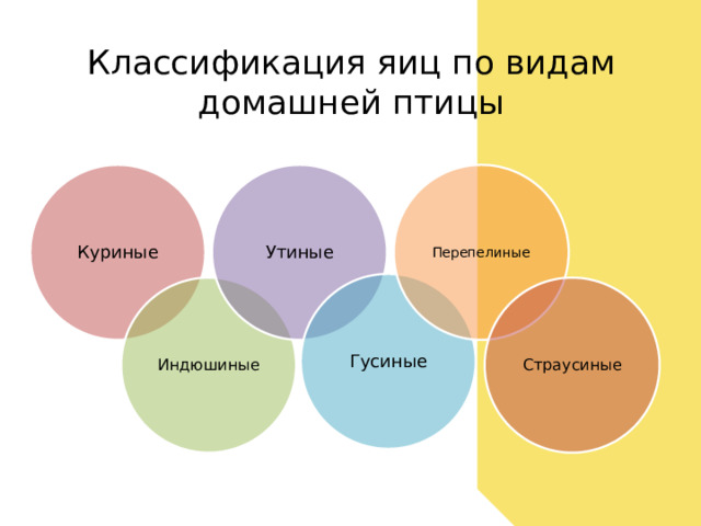 Классификация яиц по видам домашней птицы Куриные Утиные Перепелиные Гусиные Индюшиные Страусиные 