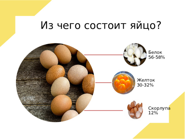 Из чего состоит яйцо? Белок 56-58% Желток 30-32% Скорлупа 12% 