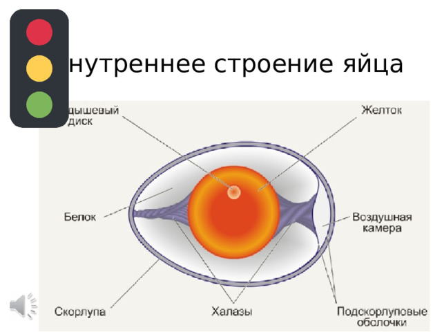 Внутреннее строение яйца 