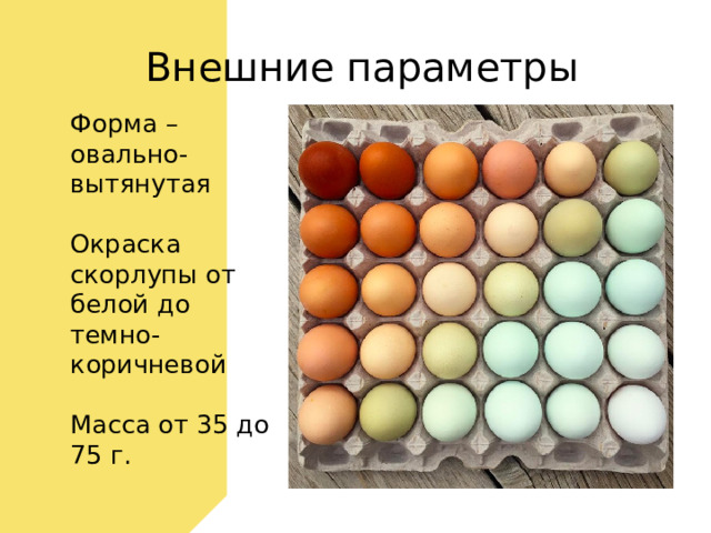Внешние параметры Форма – овально-вытянутая   Окраска скорлупы от белой до темно-коричневой   Масса от 35 до 75 г. 