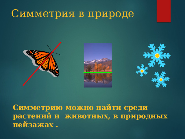 Симметрия в природе Симметрию можно найти среди растений и животных, в природных пейзажах .  