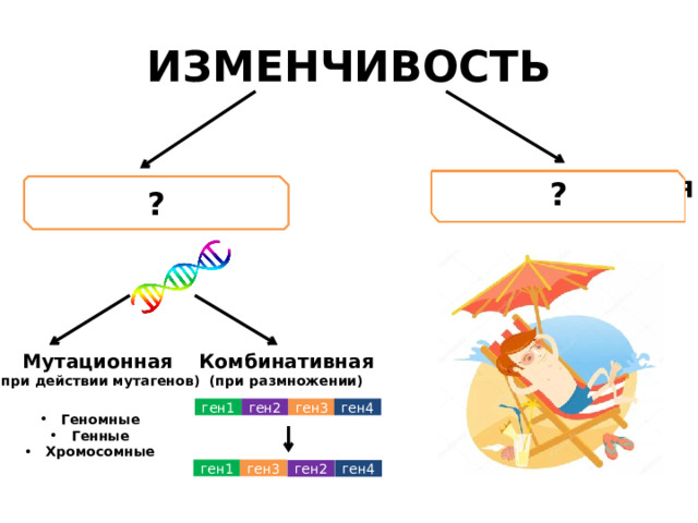 ИЗМЕНЧИВОСТЬ ? ГЕНОТИПИЧЕСКАЯ ФЕНОТИПИЧЕСКАЯ ? Мутационная Комбинативная (при размножении) (при действии мутагенов) ген2 ген4 ген1 ген3 Геномные Генные Хромосомные ген1 ген3 ген2 ген4 