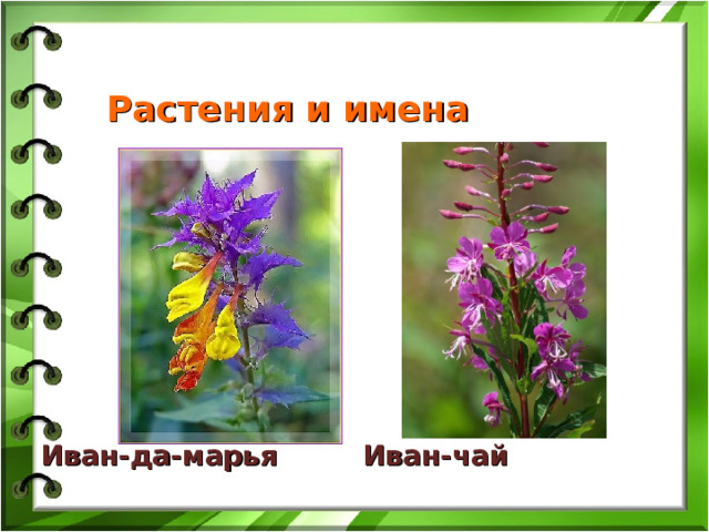 Растения и имена Иван-да-марья Иван-чай  