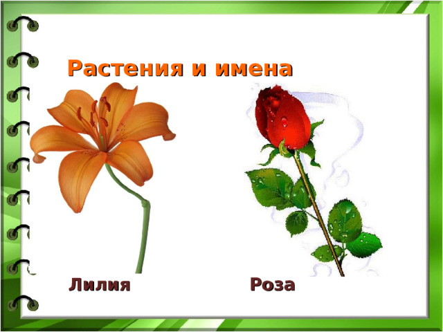 Растения и имена Лилия Роза  