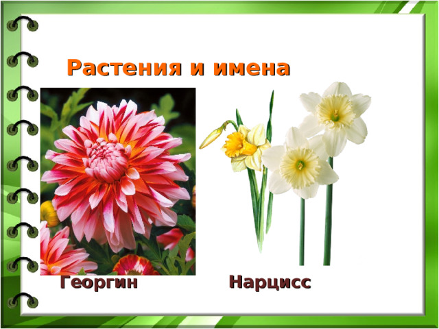 Растения и имена Георгин Нарцисс  