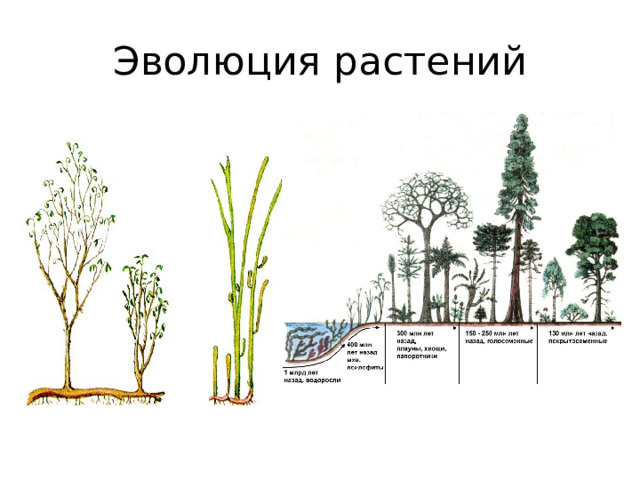 Эволюция растений 
