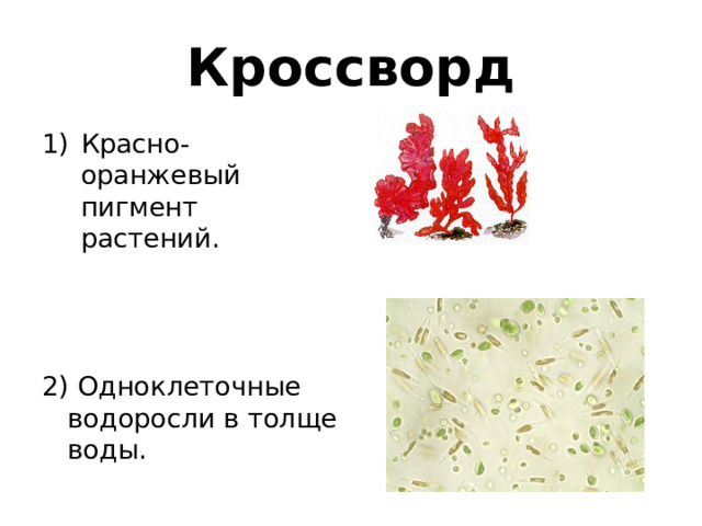 Кроссворд Красно-оранжевый пигмент растений. 2) Одноклеточные водоросли в толще воды. 