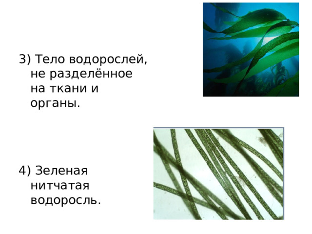 3) Тело водорослей, не разделённое на ткани и органы. 4) Зеленая нитчатая водоросль. 