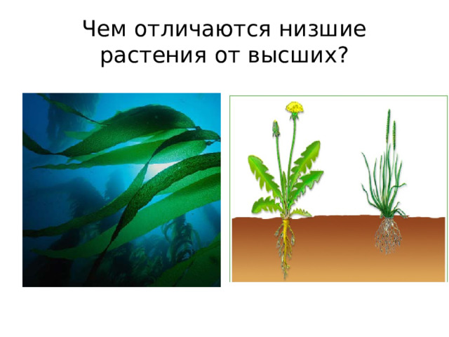 Чем отличаются низшие растения от высших? 