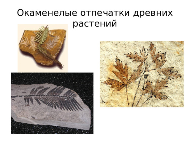 Окаменелые отпечатки древних растений 