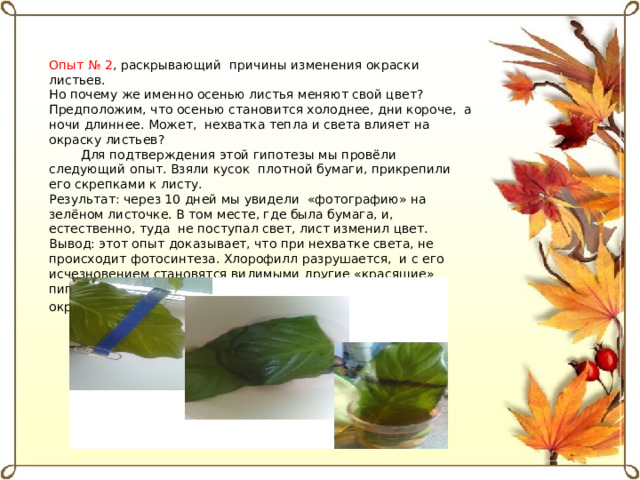 Опыт № 2 , раскрывающий  причины изменения окраски листьев. Но почему же именно осенью листья меняют свой цвет? Предположим, что осенью становится холоднее, дни короче,  а ночи длиннее. Может,  нехватка тепла и света влияет на окраску листьев?    Для подтверждения этой гипотезы мы провёли следующий опыт. Взяли кусок плотной бумаги, прикрепили его скрепками к листу. Результат: через 10 дней мы увидели  «фотографию» на зелёном листочке. В том месте, где была бумага, и, естественно, туда  не поступал свет, лист изменил цвет. Вывод: этот опыт доказывает, что при нехватке света, не происходит фотосинтеза. Хлорофилл разрушается,  и с его исчезновением становятся видимыми другие «красящие» пигменты, которые придают листьям жёлтую и оранжевую окраску. Наша гипотеза подтвердилась .  