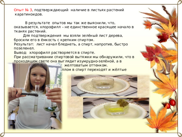 Опыт № 3 , подтверждающий  наличие в листьях растений  каратиноидов.  В результате  опытов мы так же выяснили, что, оказывается, хлорофилл – не единственное красящее начало в тканях растений.  Для подтверждения  мы взяли зелёный лист дерева, бросили его в ёмкость с крепким спиртом. Результат:  лист начал бледнеть, а спирт, напротив, быстро позеленел. Вывод:  хлорофилл растворяется в спирте. При рассматривании спиртовой вытяжки мы обнаружили, что в проходящем свете она выглядит изумрудно-зелёной, а в отражённом отсвечивает  желтоватым оттенком. Вывод: вместе с хлорофиллом в спирт переходят и жёлтые пигменты – каратиноиды.  
