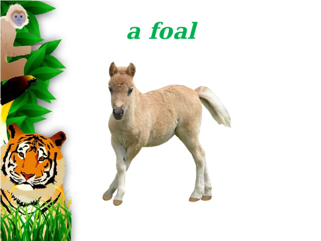 a foal 