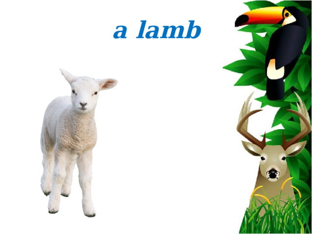 a lamb 
