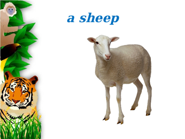 a sheep 