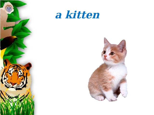 a kitten 