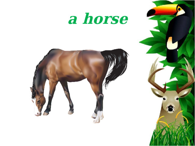 a horse 